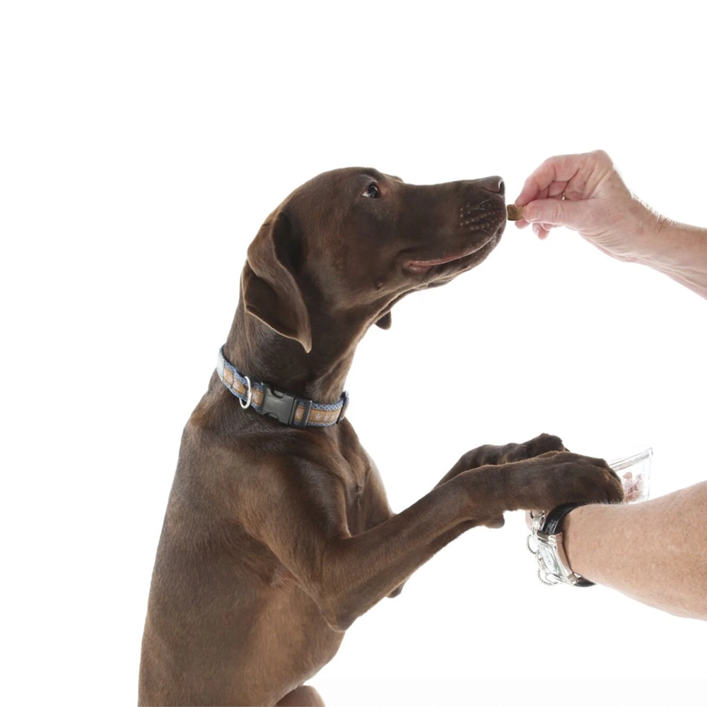 A brown dog wearing a blue and gray patterned collar stands on its hind legs while a human hand offers a treat. The dog's front paws rest on another person's wrist against a solid white background.