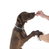 A brown dog wearing a blue and gray patterned collar stands on its hind legs while a human hand offers a treat. The dog's front paws rest on another person's wrist against a solid white background.